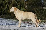 LABRADOR 925